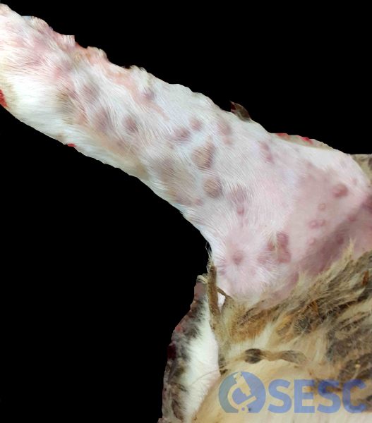 Lesions cutànies nodulars lleugerament envermellides a la extremitat posterior d’un xai. 