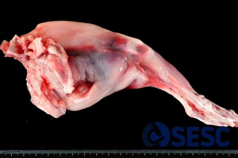 Extremitat posterior de conill. La regió de la cuixa es troba envermellida i presenta un aspecte lleugerament gelatinós de manera focalment extensa. A l’apertura s’observa un hematoma (quall de sang) entre els plànols musculars i el teixit subcutani. 