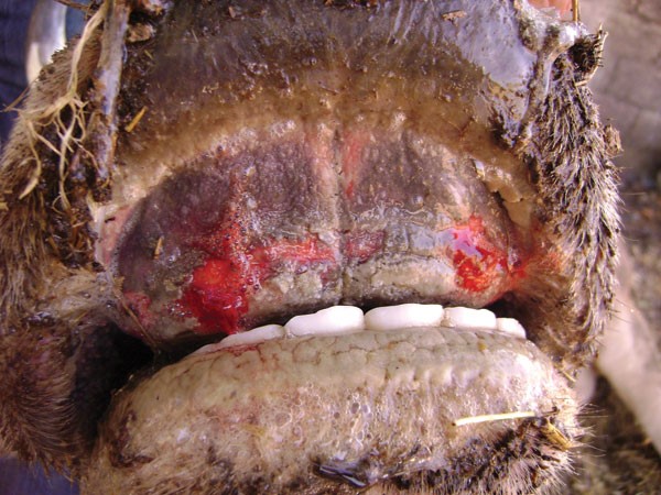 Boví. Lesions ulceratives a la mucosa oral. Font: CDC-EID.