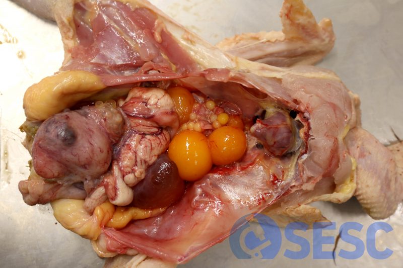 Apertura de la cavitat celòmica durant la necròpsia. S'aprecia la massa adherida a l'aparell reproductor.