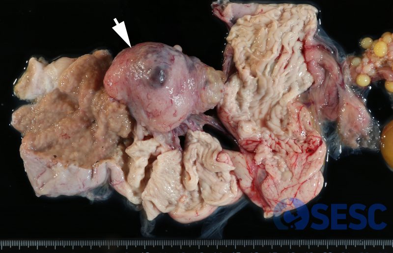Un cop retirat el tracte reproductiu, es pot observar com el tumor està adherit a la serosa de l’oviducte però no a la paret muscular. 