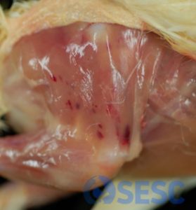 Petèquies subcutànies i musculars en un cas de pollastre afectat per IAAP. 