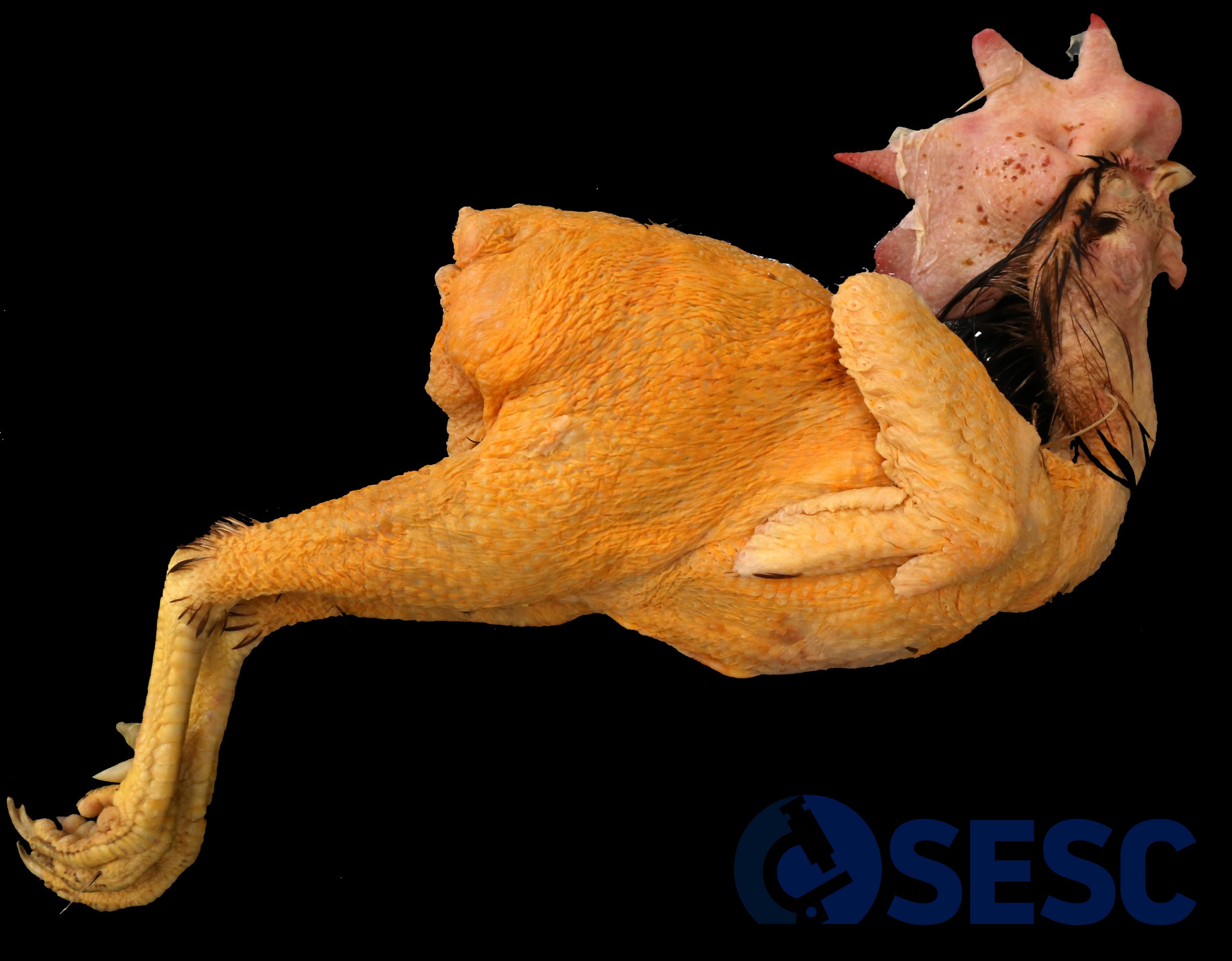 SESC-002-23-1-scaled.jpg
