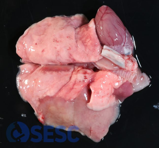Extensa àrea de consolidació cranioventral als lòbuls cardíac i diafragmàtic drets, de coloració grisosa. 