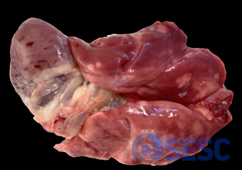 Envermelliment difús de pulmons i presencia de petèquies al miocardi. 