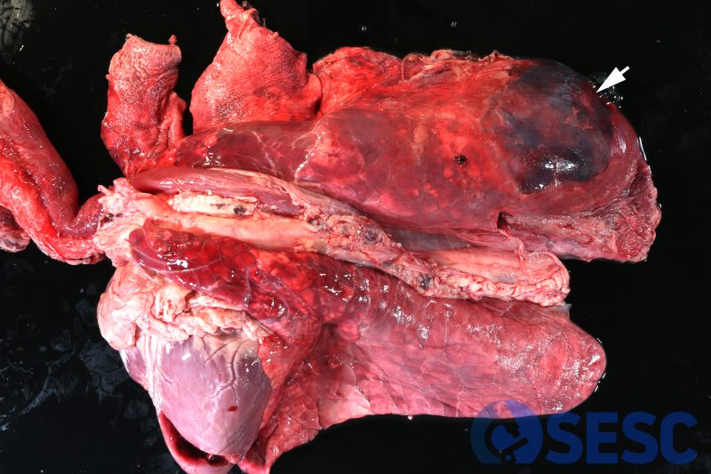 Pulmons de porc. En el lòbul diafragmàtic del pulmó esquerre es pot observar una lesió ben circumscrita, prominent, consolidada, amb una coloració molt envermellida (hemorràgica) i amb flocs de fibrina sobre la superfície pleural (fletxa).