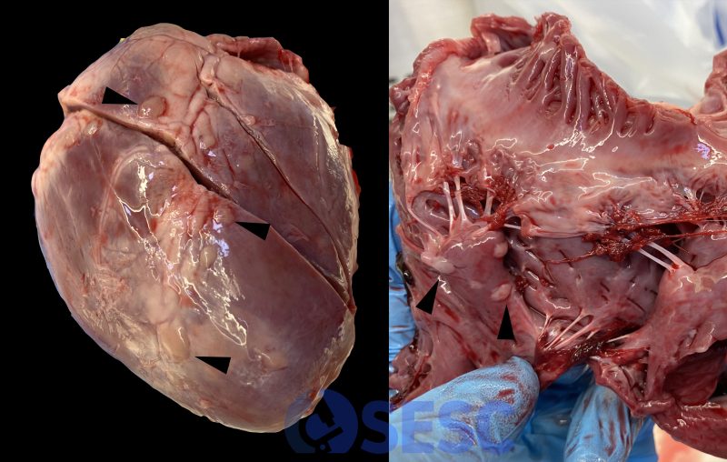 Cor de porc amb lesions nodulars blanquinoses a l'epicardi i l'endocardi (fletxes).