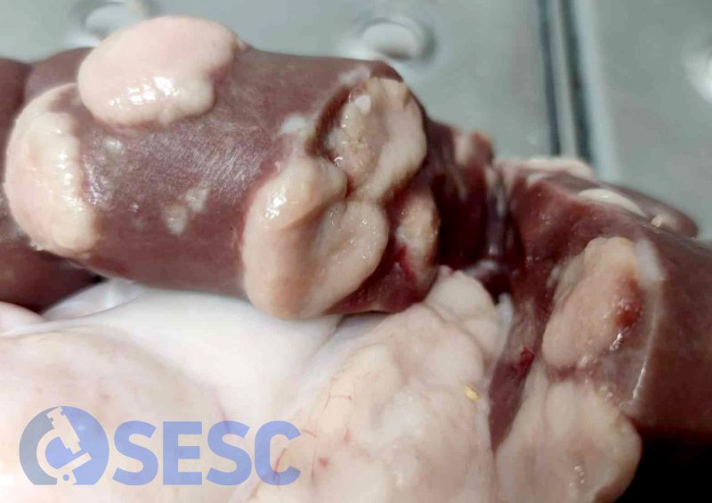 Detall de les lesions tallades, es pot observar que aprofundeixen al parènquima renal.