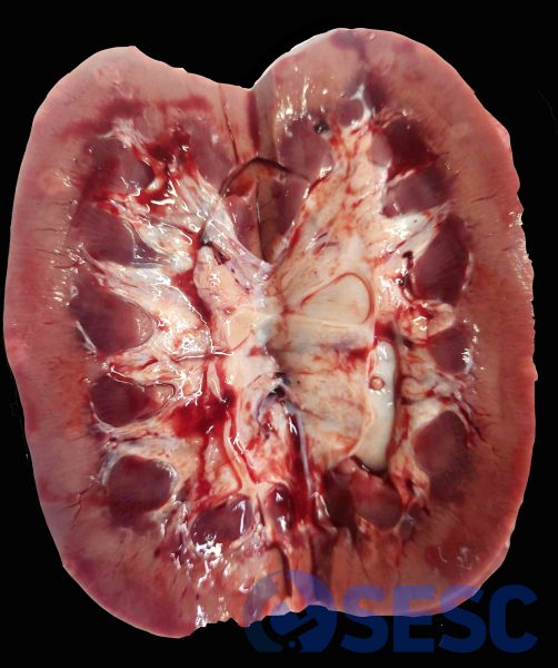 Detall de les lesions en seccionar el ronyó, es pot observar com aprofundeixen en al parènquima.