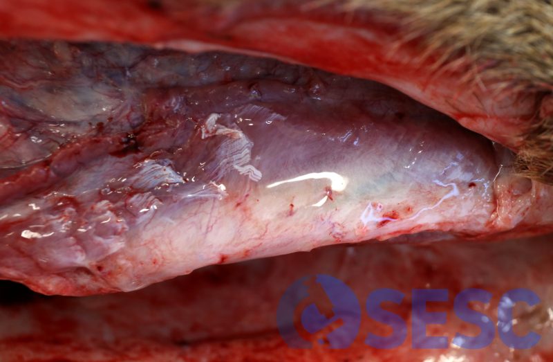 Edema a la regió de la musculatura submandibular.