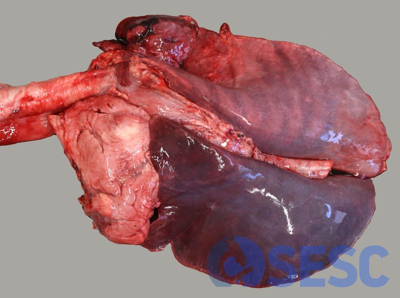 Edema i congestió pulmonars marcats. 