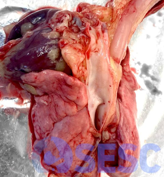 Vísceres toràciques de la canal de conill. Es pot observar una coloració groguenca del teixit adipós mediastínic, no obstant, en obrir l’aorta s’observa una coloració normal. Aquest canvi és suggestiu d’hiperpigmentació per pigments carotenoides, mentre que en casos d’icterícia s’observa una marcada coloració groguenca de l’aorta donada l’afinitat de la bilirubina per les fibres elàstiques. Tot i que no s’observa a la imatge, aquest fet també aplica a la mucosa traqueal. 