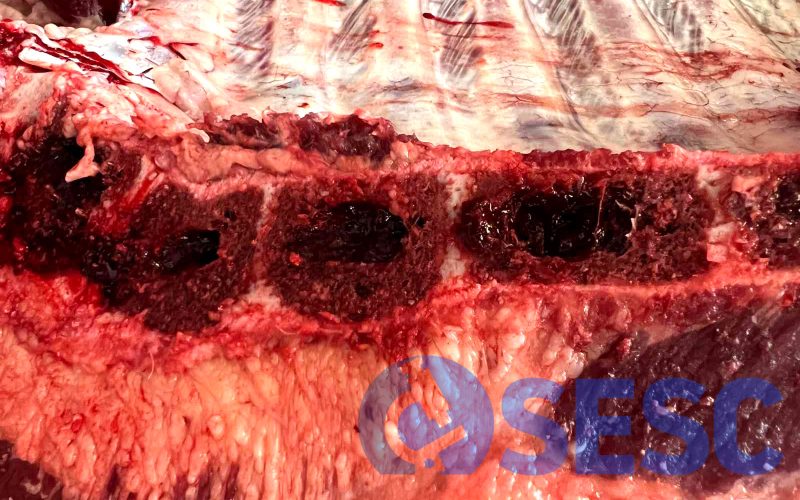 Canal de boví. En seccionar la canal per la meitat, s’observa que a les esternebres, la cavitat medul·lar presenta una lesió osteolítica on el teixit normal es troba reemplaçat per una massa vermellosa friable. 