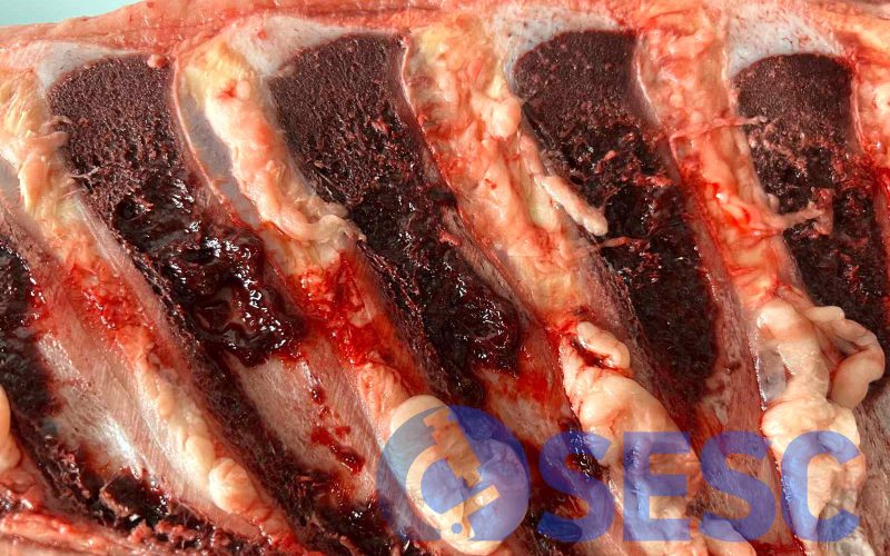 Canal de boví. La mateixa alteració osteolítica, amb una marcada pèrdua de consistència, es pot observar al moll de l’os de les apòfisis espinoses.
