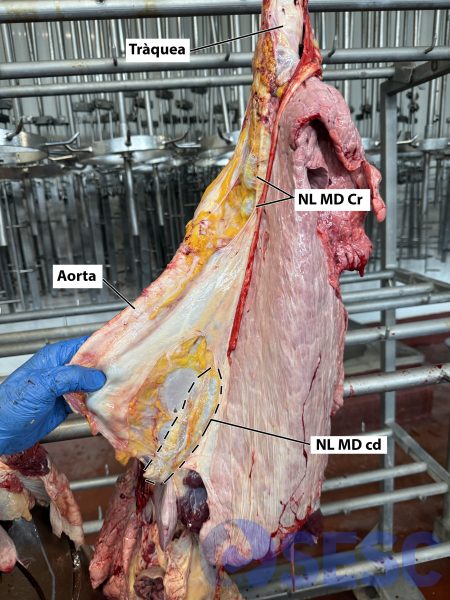 Pulmons de boví penjats per la tràquea: Si retirem l’aorta, que es troba al mediastí -espai entre els dos pulmons-, podrem trobar el NL MD caudal (NL MD cd), es troba a la membrana serosa que separa els dos hemitòraxs a la part mes caudal, propera al diafragma. El NL MD cd és molt allargat (pot fer uns 10-15cm), és important no confondre’l amb altres NL mes petits que hi ha al mediastí i que es troben mes cranialment (NL MD Cr) que son menys representatius del drenatge limfàtic dels pulmons.
