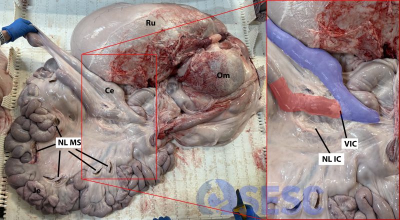 Aparell digestiu de boví: per localitzar la vàlvula ileo-cecal (VIC) cal primer identificar el cec, agafar-lo i observar-lo d’un costat i altre fins a visualitzar el punt en que la part més distal de l’íleum (últim tram de l’intestí prim) s’insereix al cec, aquest punt és la vàlvula ileo-cecal. A la foto ampliada de la dreta hem marcat en blau el cec i en vermell el darrer fragment de íleum (aquesta seria la mostra diana per el diagnòstic, idealment abans de posar-la al recipient convé netejar-ne amb aigua el contingut fecal). El nòdul limfàtic ileo-cecal (NL IC) es troba molt proper a la vàlvula, cal dissecar el greix del voltant de la mateixa per localitzar-lo. En la imatge de l’esquerra també es podem observar les LN MS seccionats. Ru: rumen, O: Omàs; je: jejú, Ce: cec