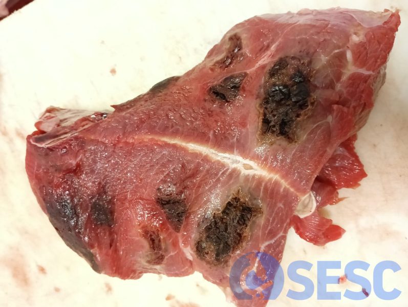 Una altre secció de la musculatura afectada. 