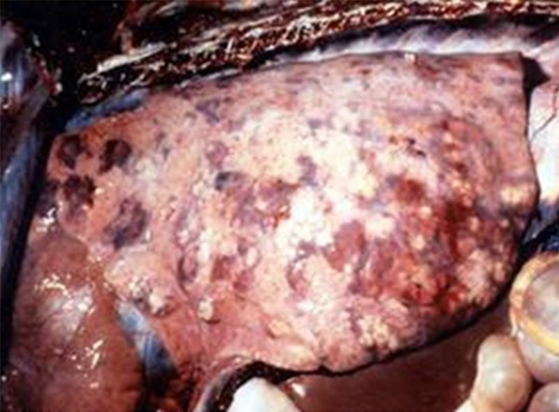Ase. Forma pulmonar del Borm. Extensa pneumònia amb lesions nodulars piogranulomatoses. Font: USAHA Foreign Animal Diseases (The Gray Book) at http://www.aphis.usda.gov/emergency_response/downloads/nahems/fad.pdf