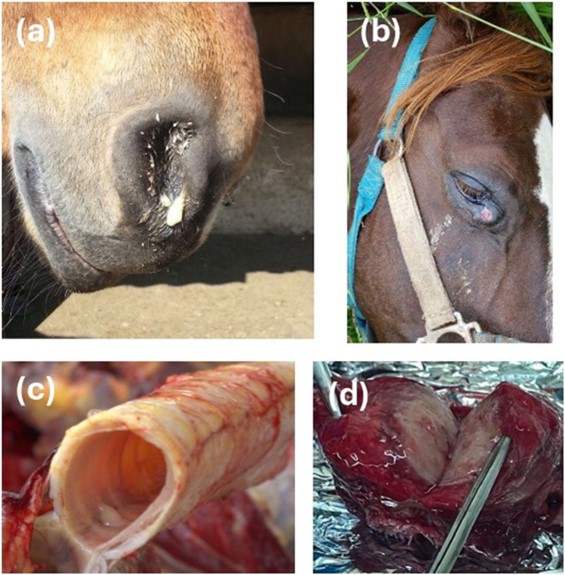 Cavall. Lesions de Borm. (a) Secreció mucopurulenta nasal. (b) Abscés periocular. (c)Exudado catarral a la tràquea. (d) Absces pulmonar. Font Nassar et al 2025 J Equine Vet Sci 
