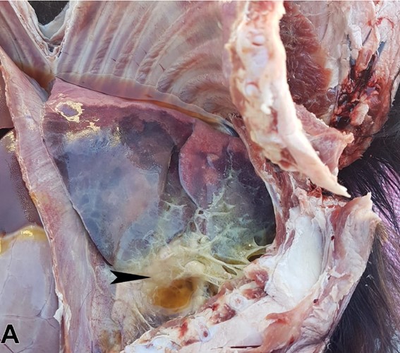 Cabra. Consolidació pulmonar, hidrotòrax i pleuropneumònia fibrinosa (fletxa).Font: Haytham Ali et al. 2023 Ger. J. Vet. Res.