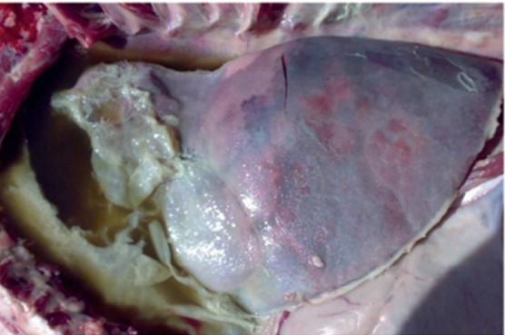 Ovella. Consolidació pulmonar amb exsudat fibrinós. Font: Tharwat et al 2025 Open Vet. J.