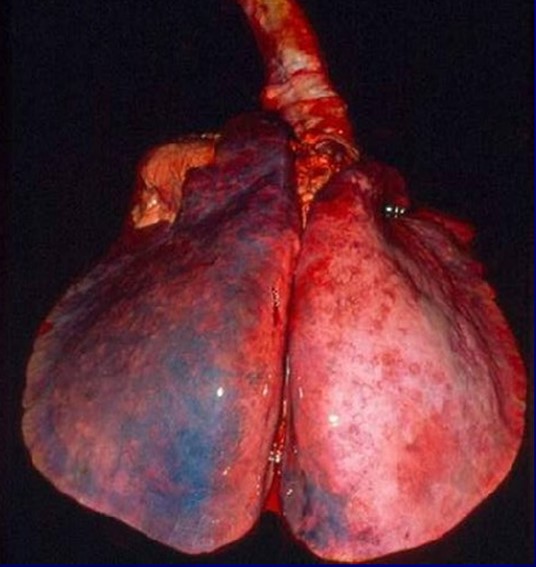 Cavall. Pulmó. Manca de col·lapse pulmonar per edema. Font: USDA.