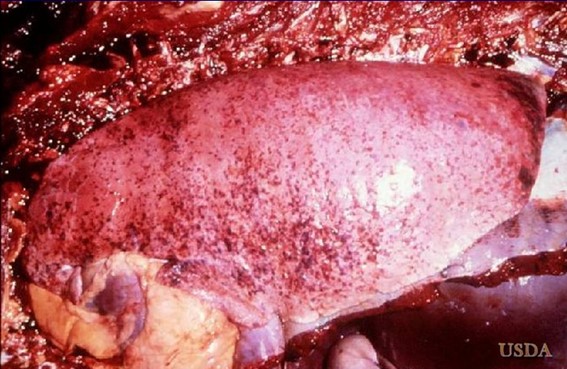 Cavall. Pulmó. Hemorràgies petequials a la pleura visceral. Font: USDA