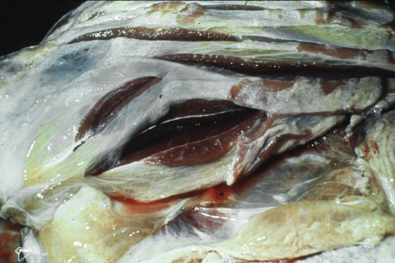 Cavall. Múscul esquelètic. Marcat edema Inter muscular. Font: PIADC.