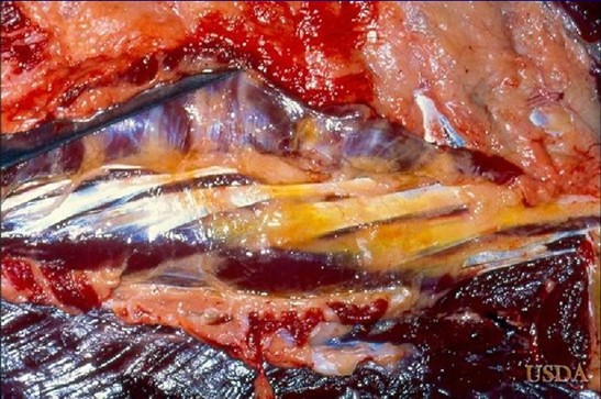 Cavall. Múscul esquelètic. Marcat edema inter muscular. Font: USDA