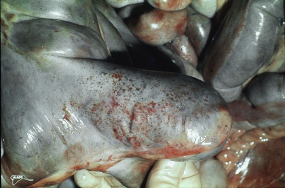 Cavall. Cec. Petèquies a la serosa del cec. Font: PIADC.