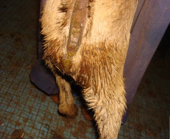 Cabra antemortem. Diarrea (regió perianal bruta). Font: OMSA