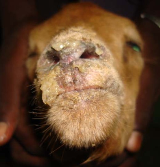 Cabra. Antemortem. Secreció mucopurulenta perinasal. Font: OMSA