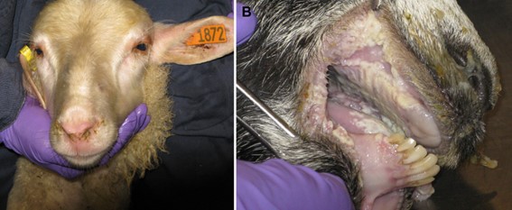 Ovella. Descàrrega nassal mucopurulenta. Cabra. Necrosi/Erosions a la mucosa oral (no vessícules). Font: Truong et al 2014