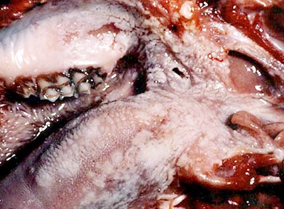 Cabra. Necrosi de l’epiteli (arees blanquinoses) de la llengua i faringe. Font: USDA-APHIS