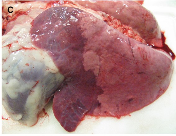 Cabra. Broncopneumònia secundaria (immunosupressió). Font: Truong et al 2014