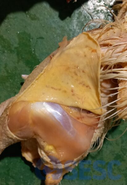 Canal de broiler, pell. En retirar la pell s’observa que la musculatura subjacent no està afectada.