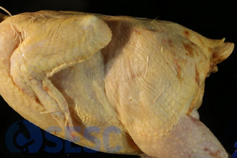 Canal de broiler nº 1, escaldada. Lesions erosivo-ulceratives a la regió dorsal de la cuixa.
