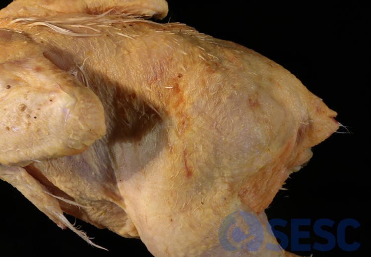 Canal de broiler nº 2, escaldada. Lesions erosivo-ulceratives a la regió dorsal de la cuixa.