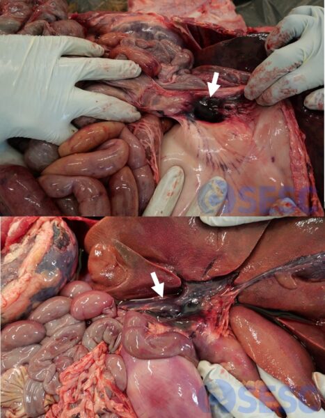 Augment de mida i aspecte hemorràgic del nòdul limfàtic gastro-hepàtic (fletxa). Aquesta troballa és molt característica de PPA tant en senglar com en porc domèstic. Es mostren imatges de dos animals diferents.