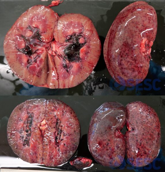 Hemorràgies (petèquies) renals multifocals distribuïdes sobretot a l’escorça renal i a la pelvis renal. Es mostren imatges de ronyons de dos animals diferents. Es tracta d’una lesió força característica i que difícilment s’observarà com a conseqüència dels trets. Els nòduls limfàtics renals també estan envermellits (hemorràgics).