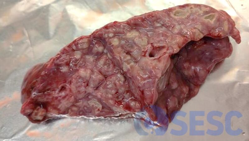 Boví. Pulmó. Aspecte de la lesió a la mostra que ens arriba al laboratori.