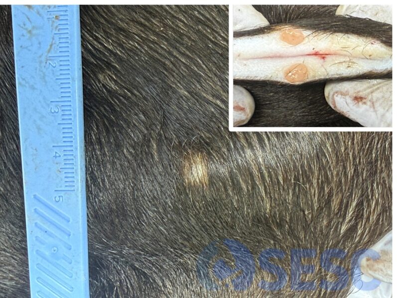 Imatge d'una altre de les lesions. En el requadre blanc s'observa la superfície de la lesió un cop tallada, d'aspecte molt similar a l'anterior.